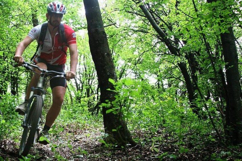 A person riding a mountain bike through a forested area with dense foliage and trees. 3