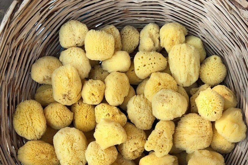 Traditional Sponge 2