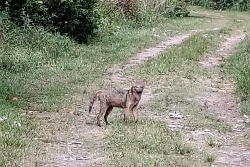 A dog standing on a grassy path. 2