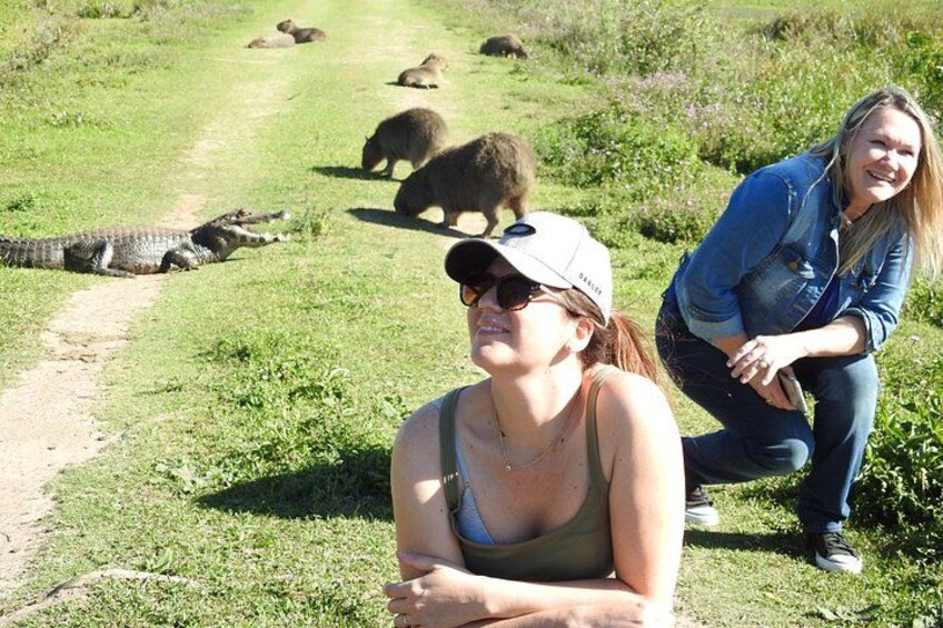 A person lying on the grass with a crocodile and bears in the background. 1