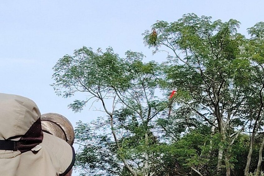 A person in a beige jacket, a red bird perched on a tree, and dense green foliage. 3