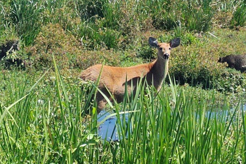 A deer standing in tall grass near a body of water. 4