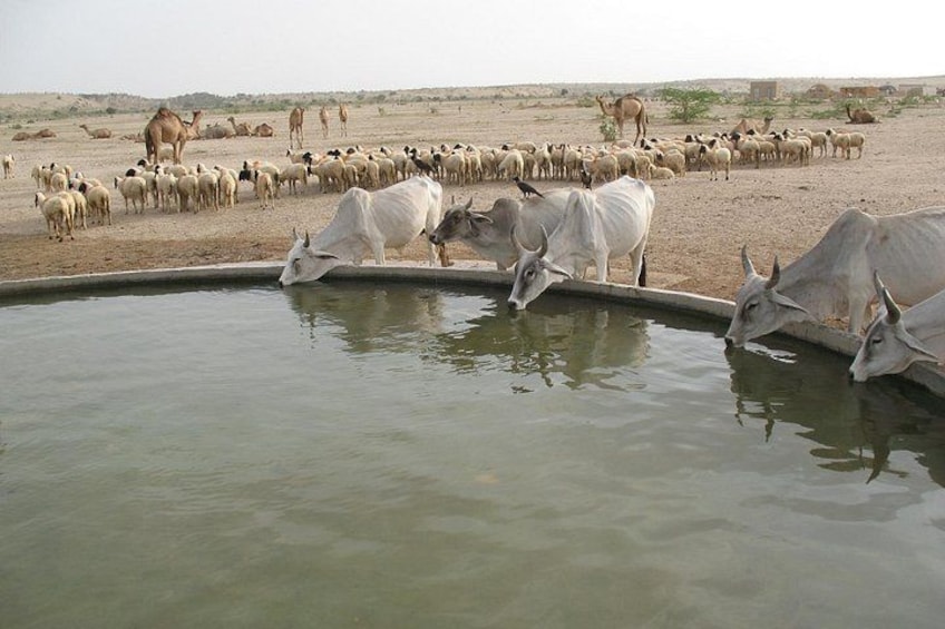 A watering hole with cattle and camels in a desert landscape. 4