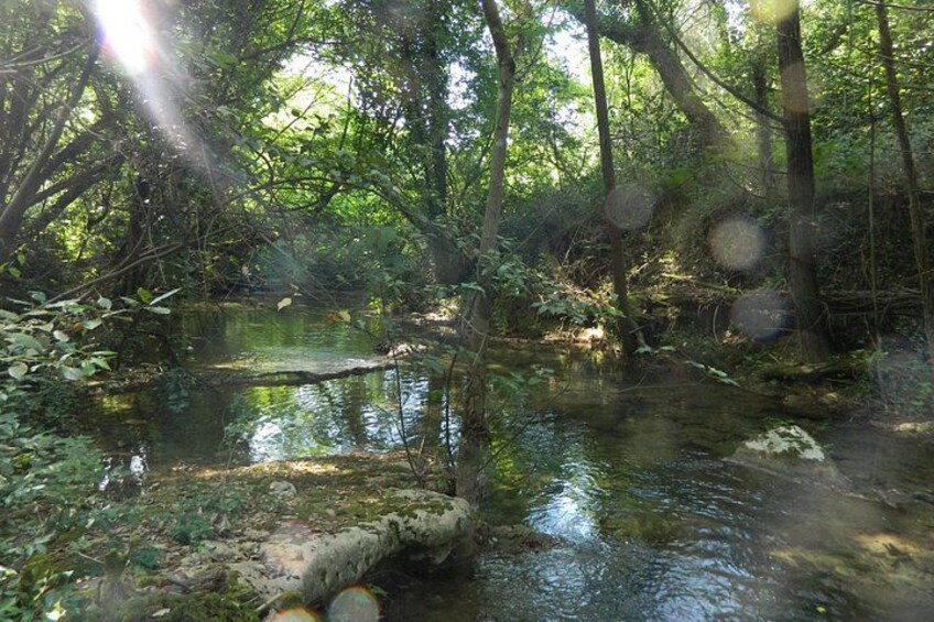 A forested area with a stream, sunlight filtering through the trees, and a fallen tree in the water. 2