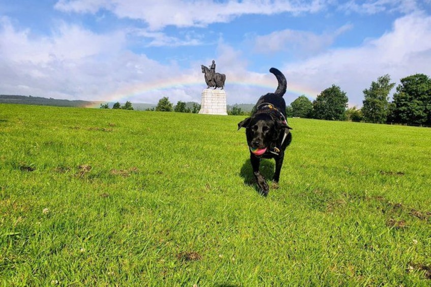 Een zwarte hond rent een standbeeld tegemoet in een grasveld, met een regenboog op de achtergrond. 1