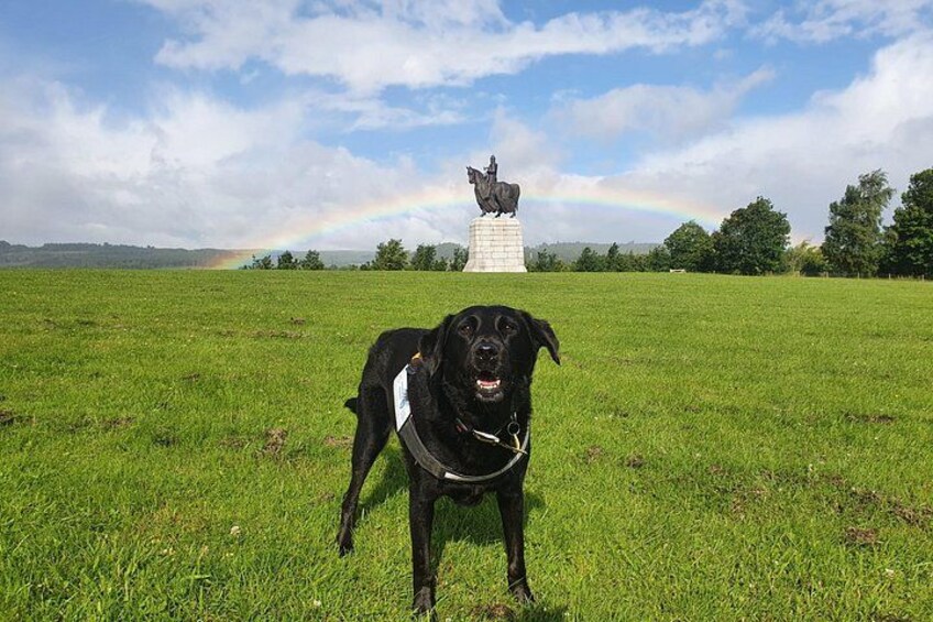 Un chien noir dans un champ d’herbe, avec un arc-en-ciel et une statue en arrière-plan. 2