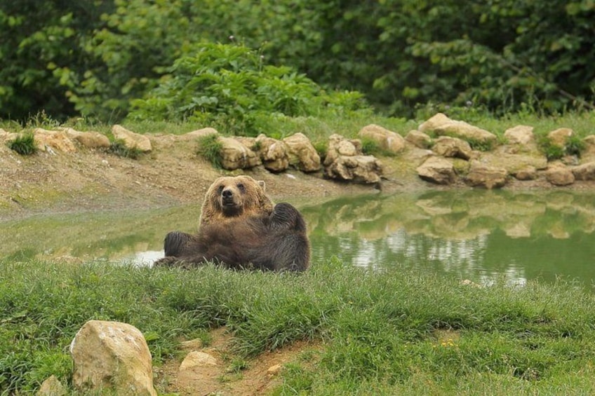 Un ours est assis au bord d’un étang, entouré de rochers et de verdure. 1