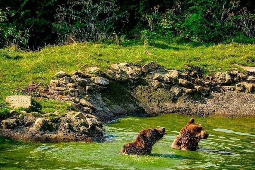 Deux ours dans une étendue d’eau, avec une berge rocheuse et de l’herbe verte en arrière-plan. 3