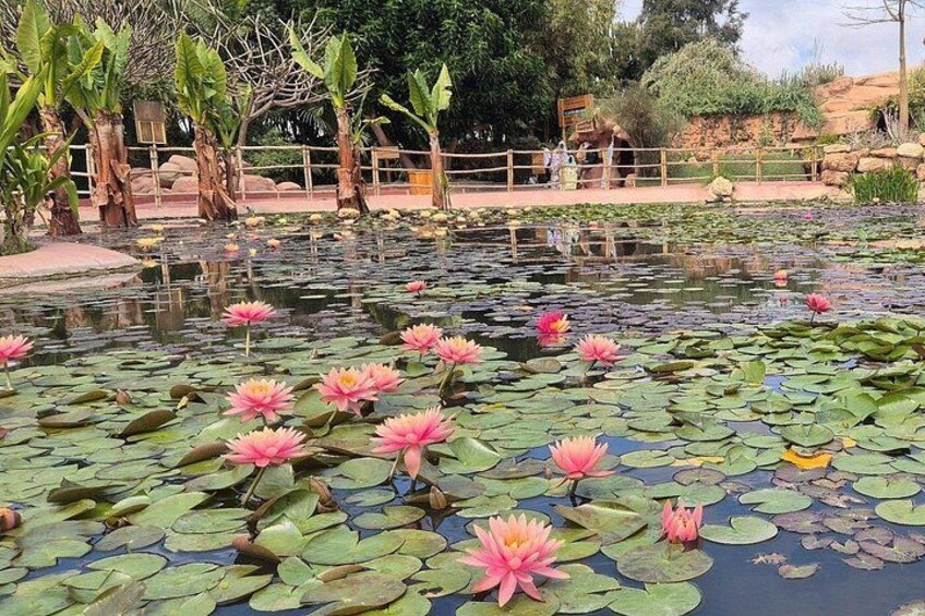 Un estanque con nenúfares rosados y hojas de lirio verdes. 1