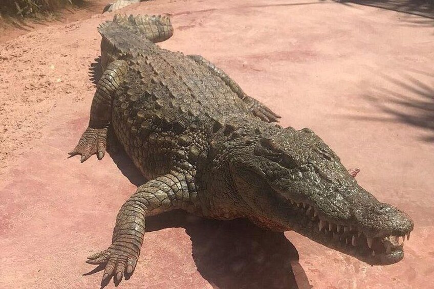 En stor krokodil på en rödbrun yta. 3