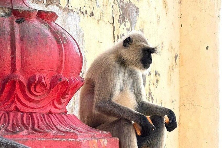 Monkey in Pushkar 2