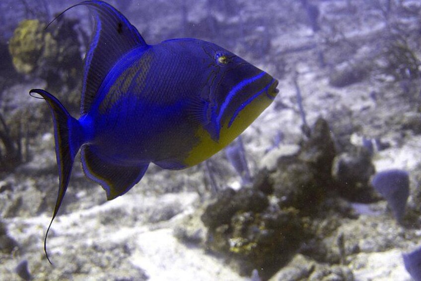 Ein blauer Fisch schwimmt in einem Aquarium. 4