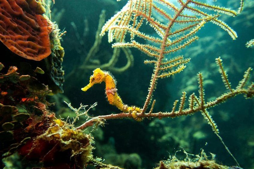 A seahorse on a coral branch in an underwater scene. 5