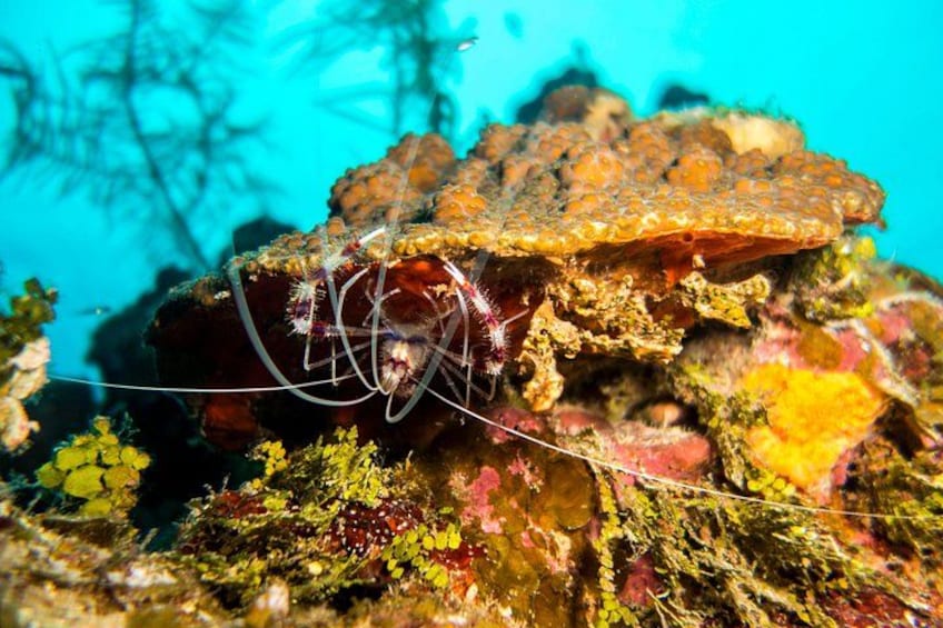 Cruise Excursion – 2 Scuba Dives with transport (for certified divers) 2