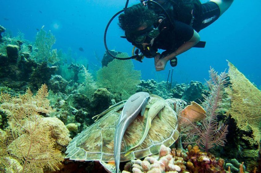 A diver underwater with a turtle. 1