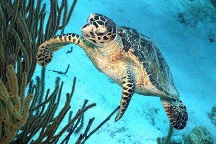 Underwater abundance 2