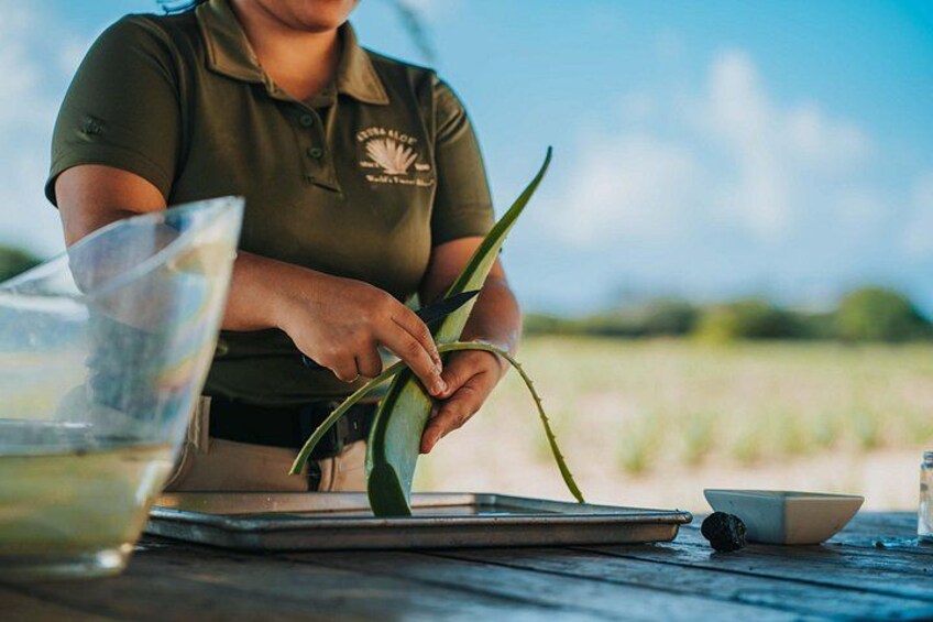 Una persona manipulando una planta, posiblemente con fines culinarios, con cielo despejado y un campo al fondo. 5