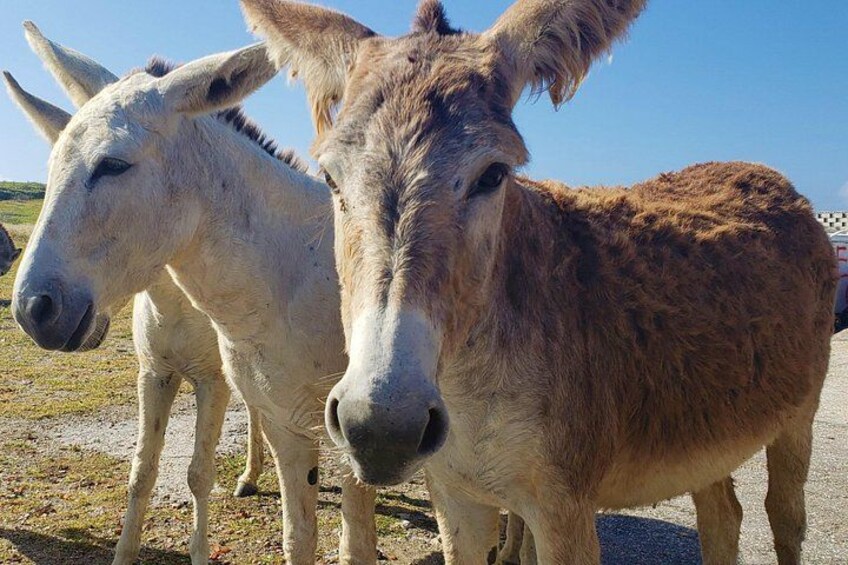 Two donkeys standing on a gravel path with a clear sky in the background. 2