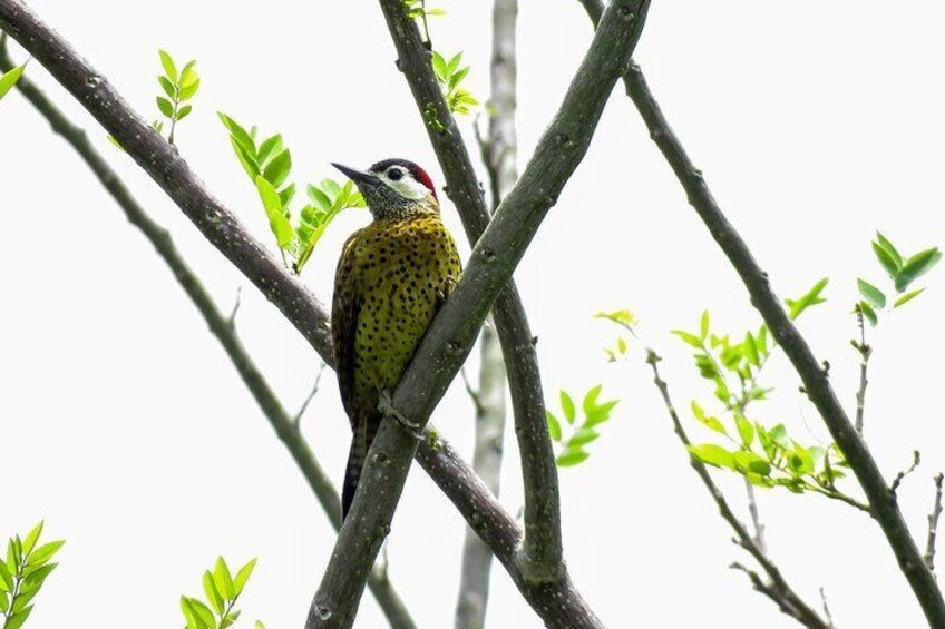 Salento: Birding tour for beginners