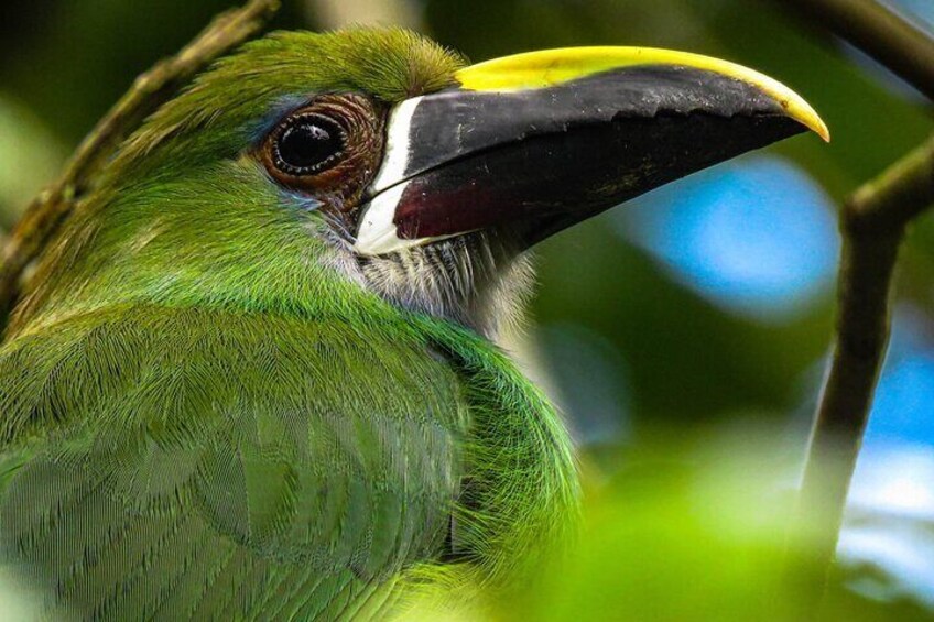 Emerald Toucanet