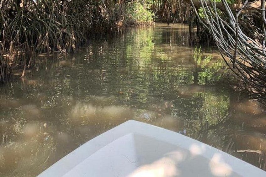 Een rustige rivier met dichte mangroven aan de oevers. 2