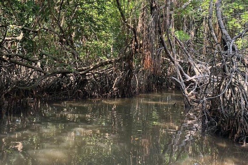 Een mangrovebos met dichte wortels en water. 1