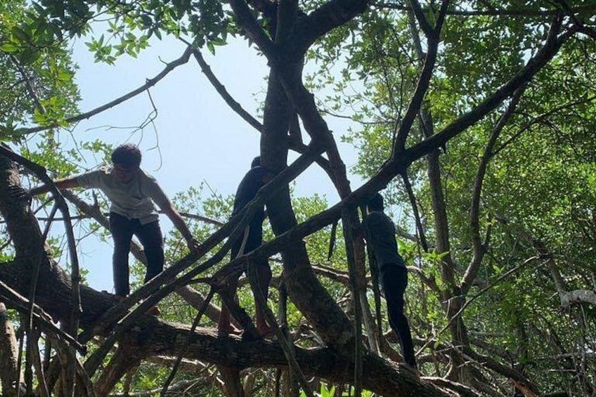 Mensen klimmen in een boom in een bos. 3