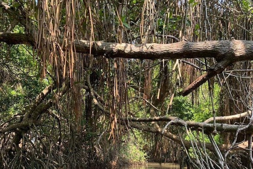 Een dicht mangrovebos met verstrengelde wortels en takken. 4