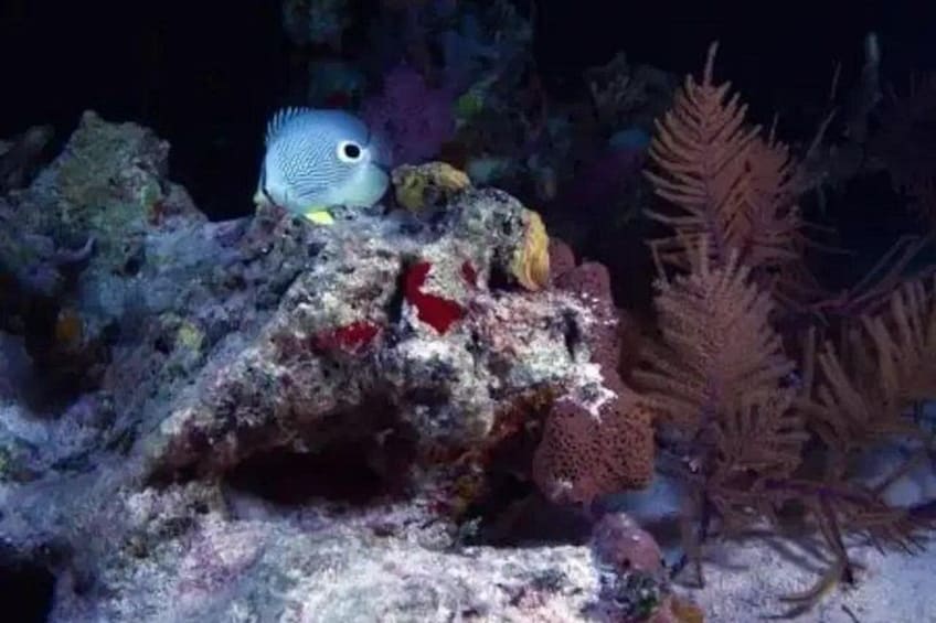 A fish near a coral reef with a rocky structure and seaweed. 2