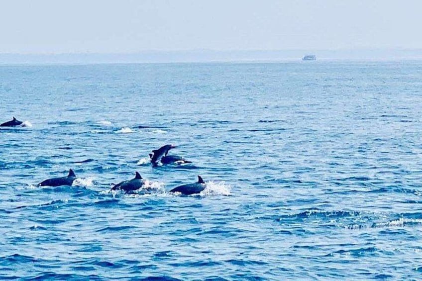 Dolfijnen zwemmen in de oceaan. 3