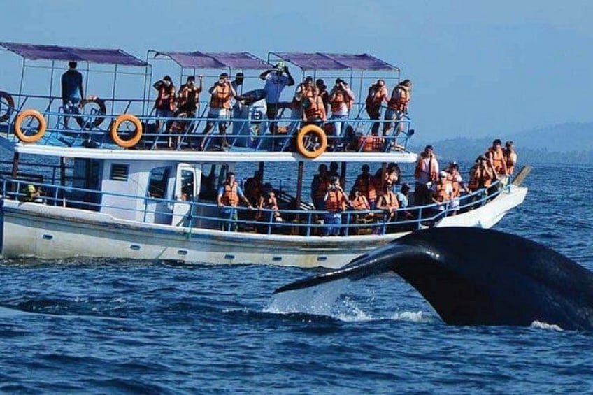 Een boot met passagiers die een walvis zien spetteren. 4