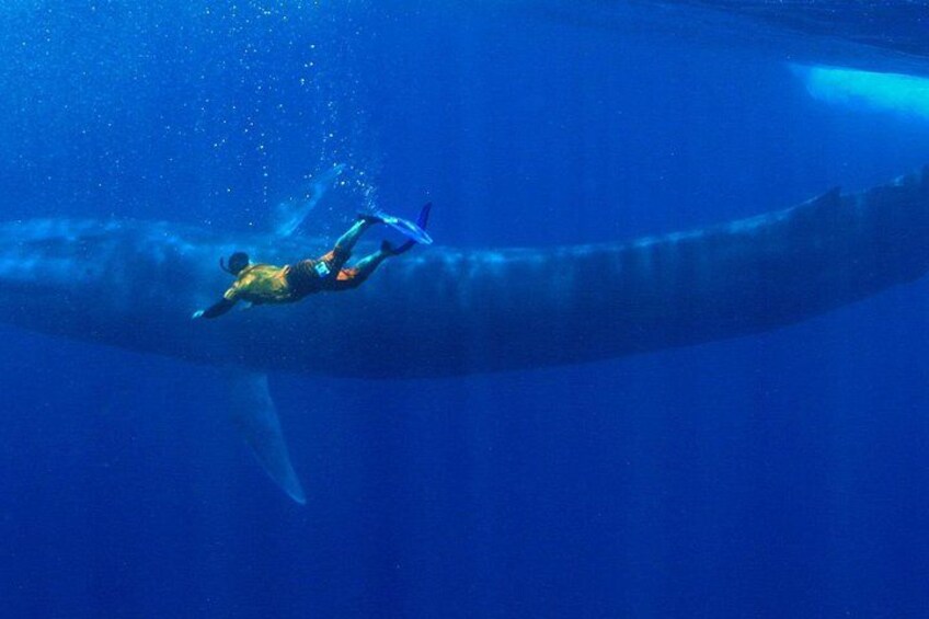 Ein Taucher schwimmt in der Nähe eines großen Wals. 1