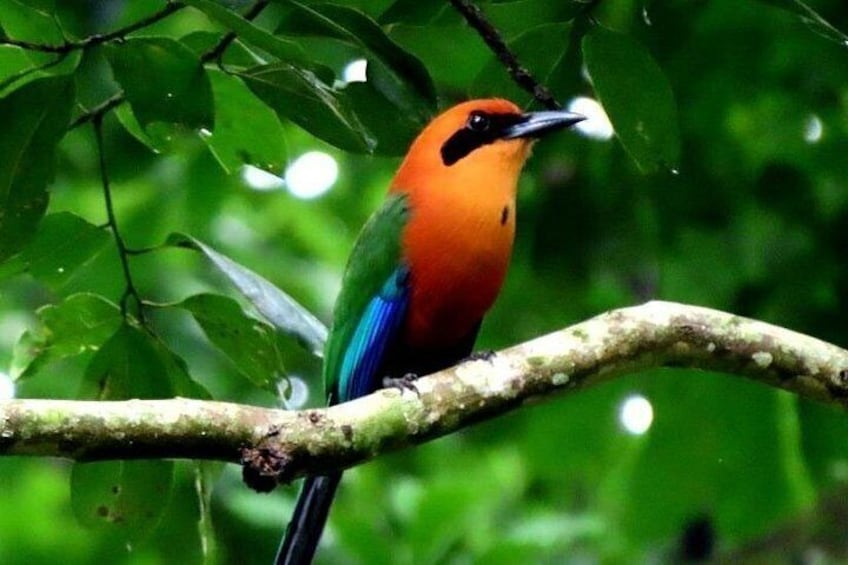 Zipline Adventure In The Rainforest 4