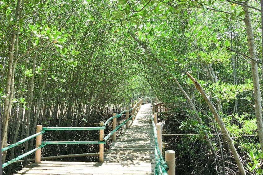 Omagieca (Mangrove Park) 3