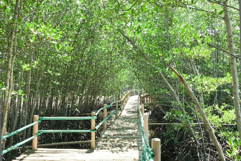 Omagieca (Mangrove Park) 4