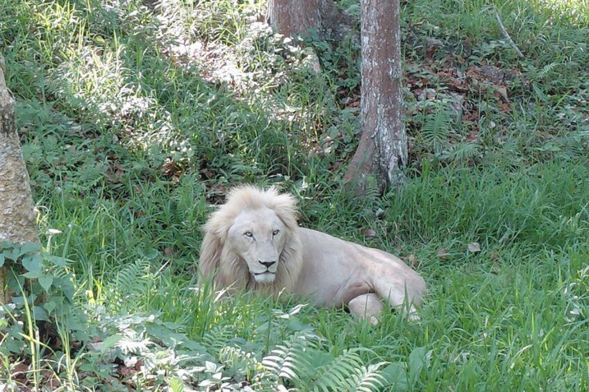 Ein Löwe liegt im Gras, umgeben von Bäumen und Vegetation. 1