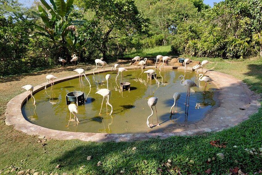 Cebu Safari and Adventure Park 5