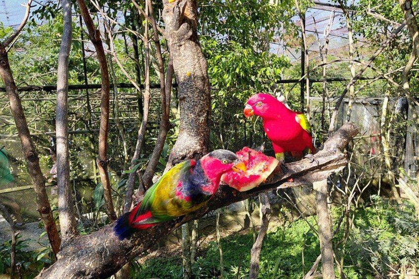 Cebu Safari and Adventure Park 4