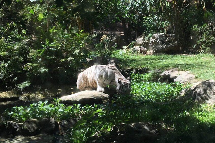 Cebu Safari and Adventure Park 2