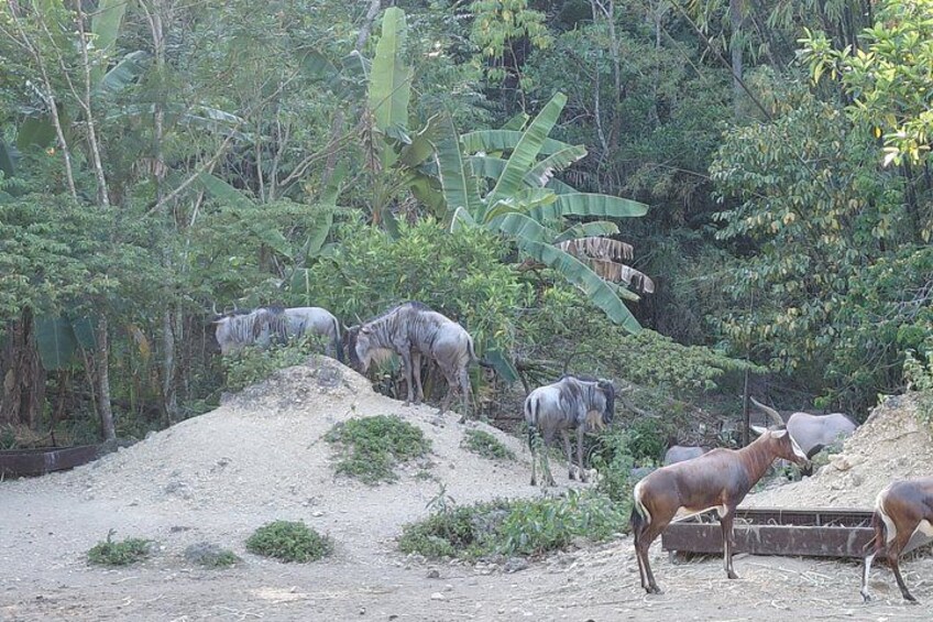 Cebu Safari and Adventure Park 3