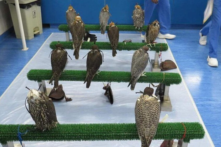 Falcon Hospital Tour