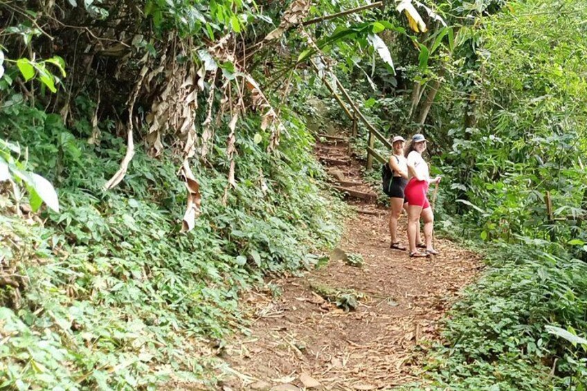 Grand Etang Rainforest Hike – Small-Group Grenada Nature Explorer 3