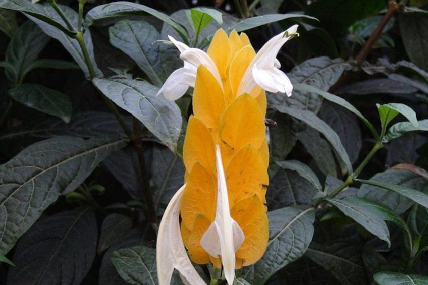 Un fiore giallo con petali bianchi e centro bianco, circondato da foglie verde scuro. 5