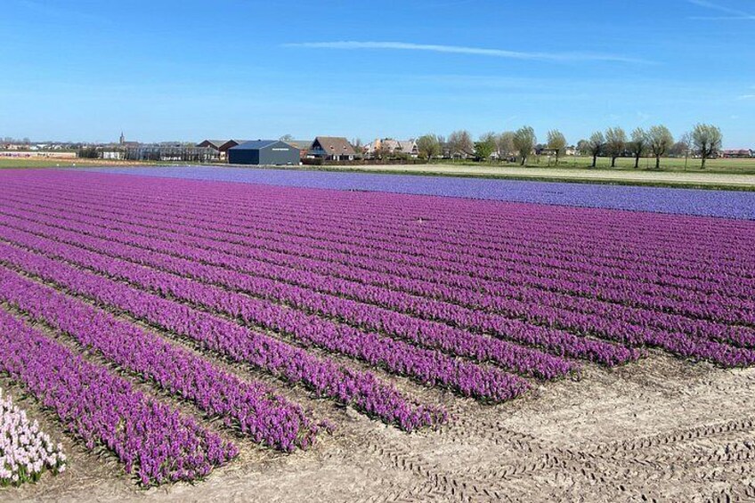 Tulip Fields near Keukenhof - Self-Drive Audio Tour for 2 People 2