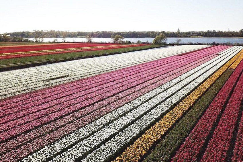 Experience the flower bulb region 4