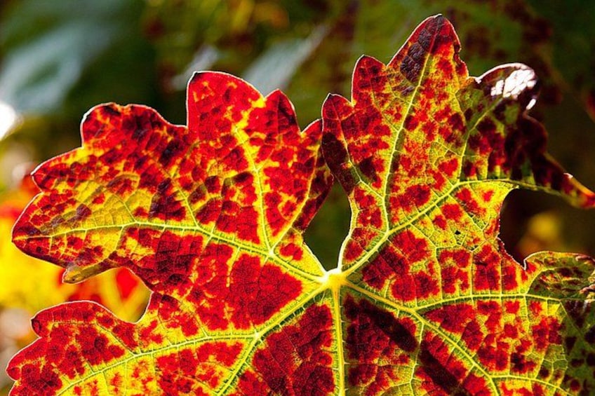 A close-up of a red and yellow leaf with a distinct shape. 3