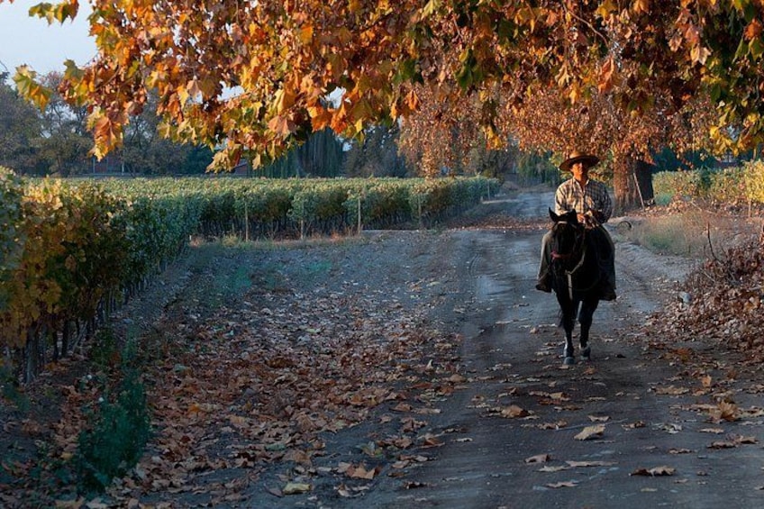 A person riding a horse on a rural road surrounded by trees and fields. 2
