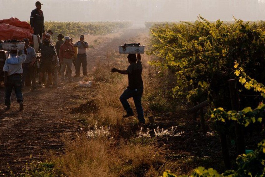 A group of people in a vineyard, some carrying boxes, walking along a dirt path. 4