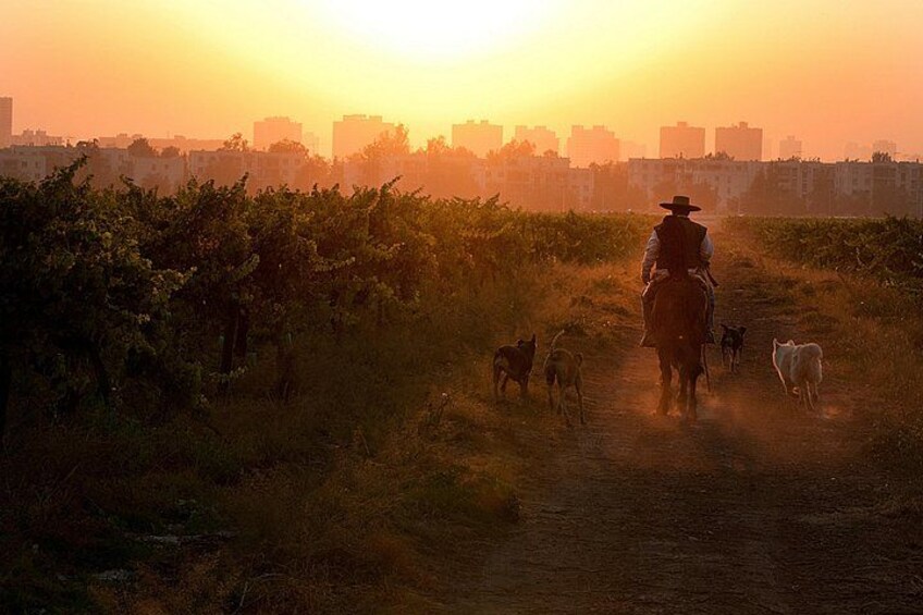 A person riding a horse on a dirt path with dogs, surrounded by greenery and buildings in the background. 2