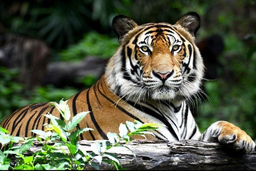 Tiger in ranthambhore 1